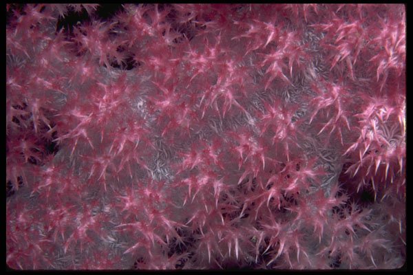 452075 Soft Coral Species Covered With Lavender Polyps A4 Photo Print