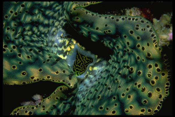 452076 The Siphon And Mantle Of A Tridacna Clam A4 Photo Print