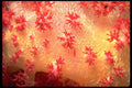 452077 Dondronephthya Soft Coral From Papua, New Guinea A4 Photo Print