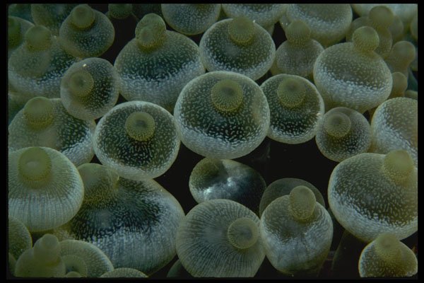 452078 Swollen Tentacle Tips Of A Sea Anemone A4 Photo Print