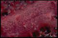 452079 Soft Coral From The Red Sea A4 Photo Print