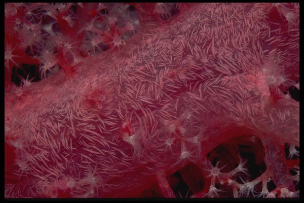 452079 Soft Coral From The Red Sea A4 Photo Print