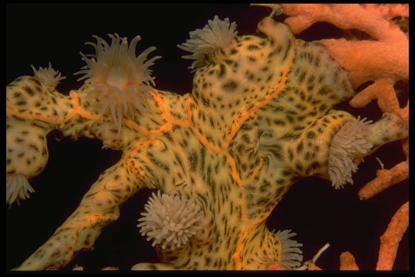 452080 Encrusting Anemones Attached To A Sea Fan A4 Photo Print