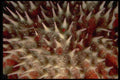 452081 Crown Of Thorns Starfish A4 Photo Print