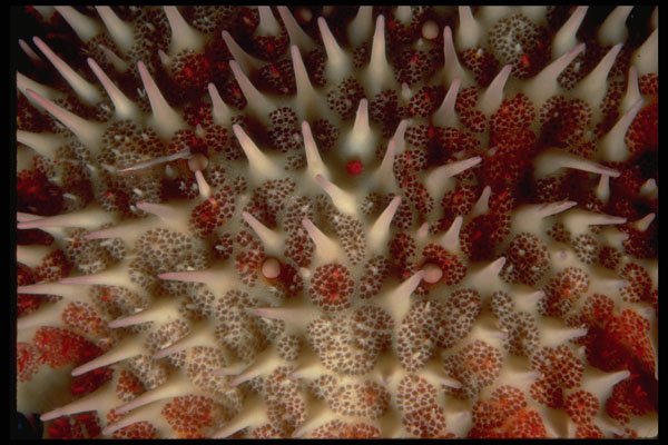 452081 Crown Of Thorns Starfish A4 Photo Print