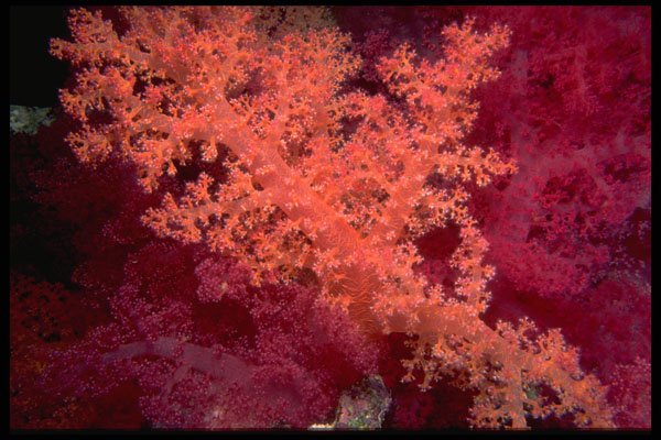 452082 Soft Coral Trees From The Red Sea A4 Photo Print