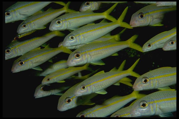 452083 School Of Yellowstripe Coatfish A4 Photo Print