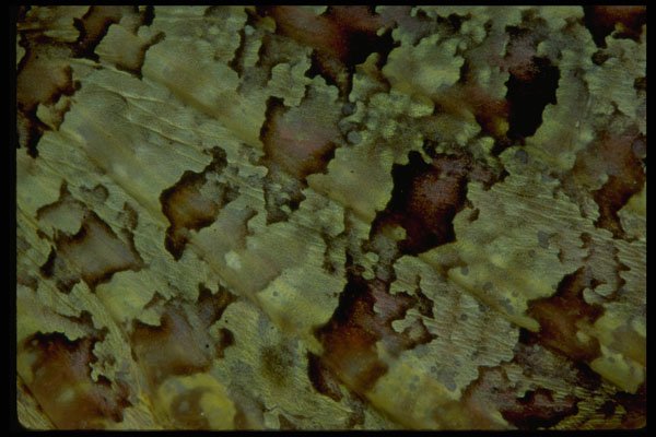 452084 Section Of A Scorpion Fish's Pectoral Fin A4 Photo Print
