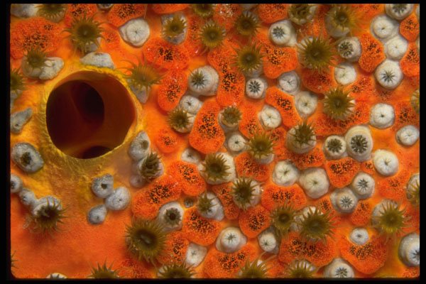 452085 Orange Sponge With A Zooanthid Colony Attached A4 Photo Print