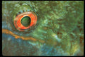 452088 Eye Of A Parrotfish A4 Photo Print