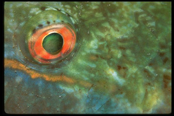 452088 Eye Of A Parrotfish A4 Photo Print