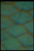 452089 Fish Scales From The Queen Parrotfish A4 Photo Print
