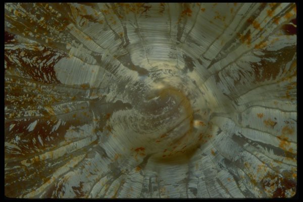 452090 Mouth Of A Clubbed Anemone A4 Photo Print
