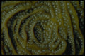 452091 Unique Circular Pattern For This Coral Species A4 Photo Print