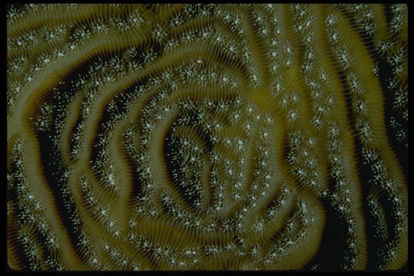 452091 Unique Circular Pattern For This Coral Species A4 Photo Print