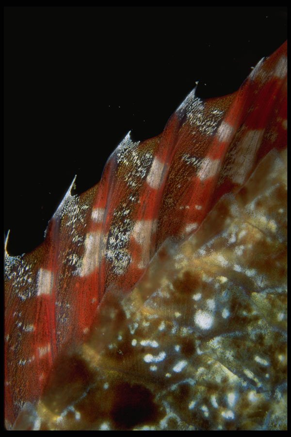 452092 Pointed Dorsal Fin Of A Redband Parrotfish A4 Photo Print