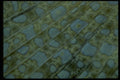 452093 Close Look At The Caudal Fin Of A Peacock Flounder A4 Photo Print