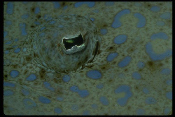 452094 The Unusual Eye Of A Peacock Flounder A4 Photo Print