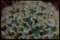 452096 Frilly Dorsal Surface Of The Lettuce Slug A4 Photo Print