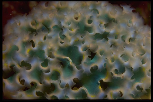 452096 Frilly Dorsal Surface Of The Lettuce Slug A4 Photo Print