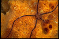 452098 A Brittlestar Climbs Across An Orange Sponge A4 Photo Print
