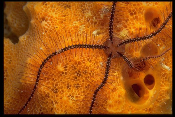 452098 A Brittlestar Climbs Across An Orange Sponge A4 Photo Print