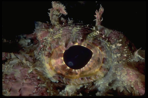 452099 Camouflaged Eye Of The Scorpion Fish A4 Photo Print