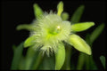 453000 Rhyncholaelia Digbyana A4 Photo Print