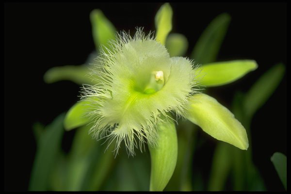 453000 Rhyncholaelia Digbyana A4 Photo Print