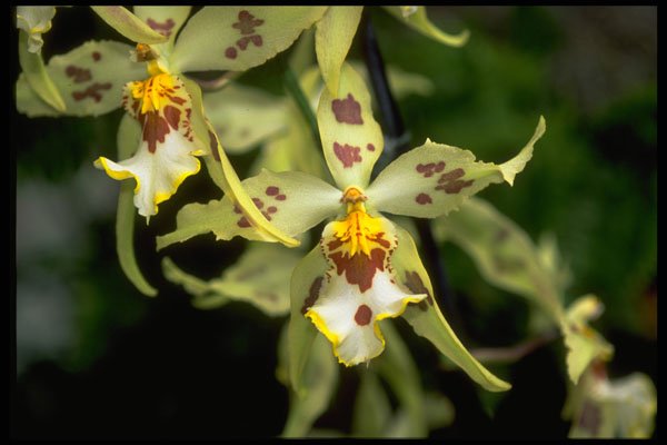 453001 Odontoglossum A4 Photo Print