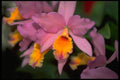 453002 Cattleya A4 Photo Print