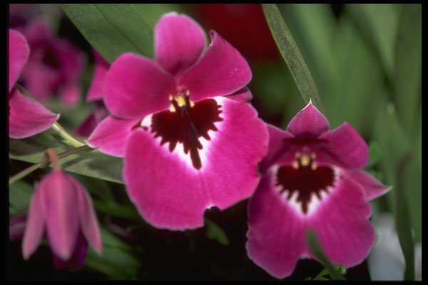 453003 Miltoniopsis A4 Photo Print