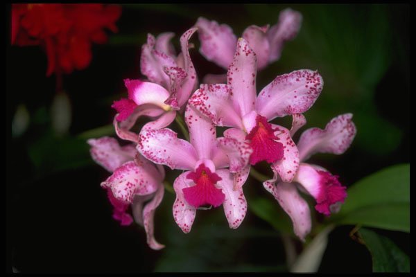 453004 Cattleya A4 Photo Print