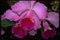 453005 Cattleya A4 Photo Print
