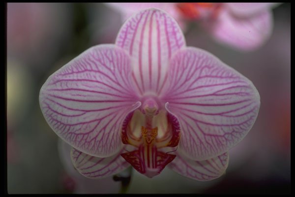 453006 Phalaenopsis A4 Photo Print