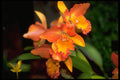 453007 Cattleya A4 Photo Print