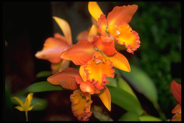 453007 Cattleya A4 Photo Print