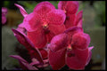 453008 Vanda A4 Photo Print