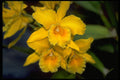 453009 Cattleya A4 Photo Print