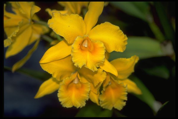 453009 Cattleya A4 Photo Print