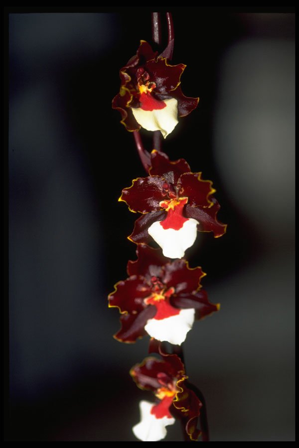 453010 Oncidium A4 Photo Print