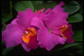 453011 Cattleya A4 Photo Print