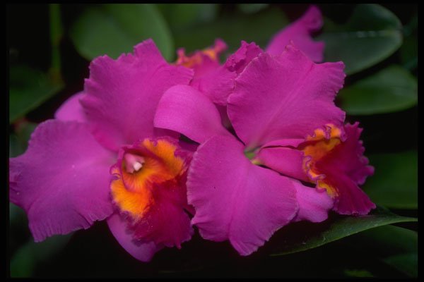 453011 Cattleya A4 Photo Print