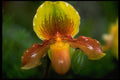 453012 Paphiopedilum A4 Photo Print