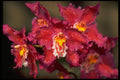 453013 Oncidium A4 Photo Print