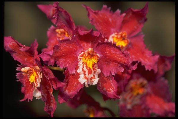 453013 Oncidium A4 Photo Print