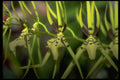 453014 Brassia A4 Photo Print