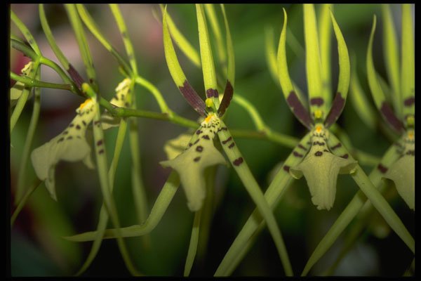 453014 Brassia A4 Photo Print