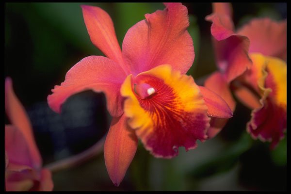 453015 Cattleya A4 Photo Print