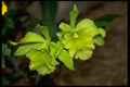 453016 Rhyncholaelia A4 Photo Print